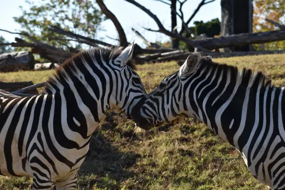 Casinia Casino Supporto